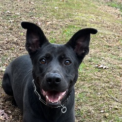 A black shepherd mix trained by Big Nick K9