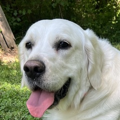 A cream English golden retriever trained by Big Nick K9