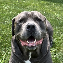 A grey cane corso trained by Big Nick K9