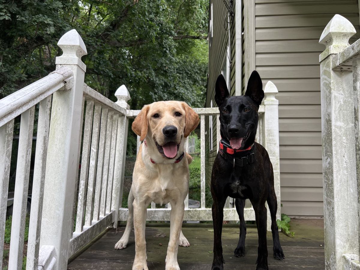 A yellow Labrador and a brindle Dutch Shepherd standing together on the back steps of the house