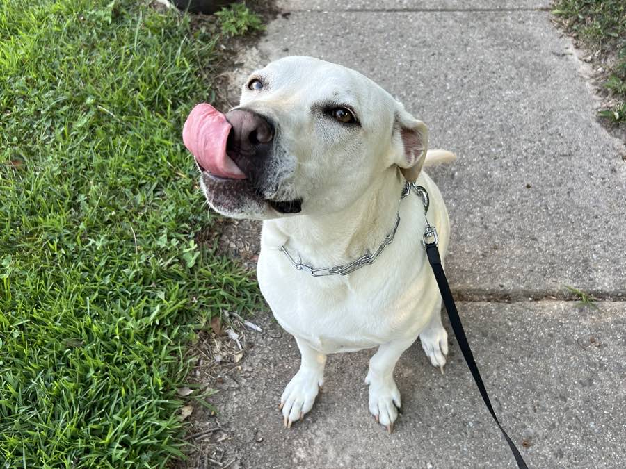 Ben&rsquo;s dog sitting on a sidewalk, looking up and waiting for a cue