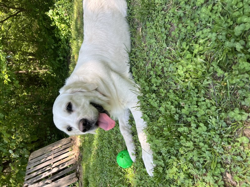Huck, a cream Golden Retriever, resting in clover with a ball