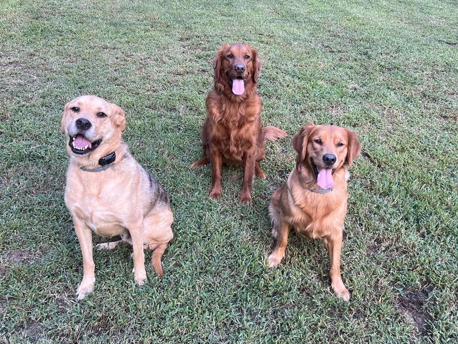 Jacqueline&rsquo;s three dogs sitting together on the grass, holding a stay