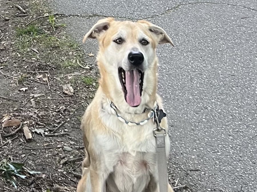 Louie&rsquo;s dog sitting on a trail, waiting on cue
