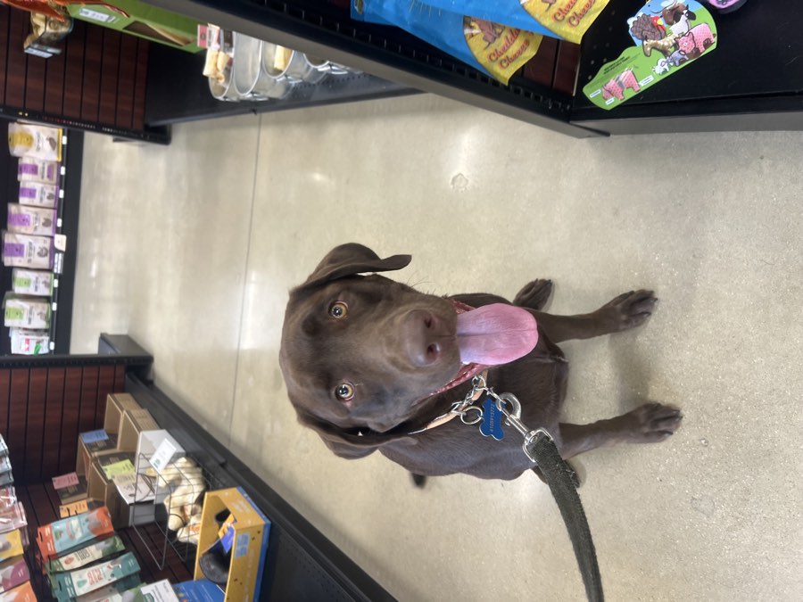 Mandy, a chocolate Labrador, sitting on cue in a pet store aisle