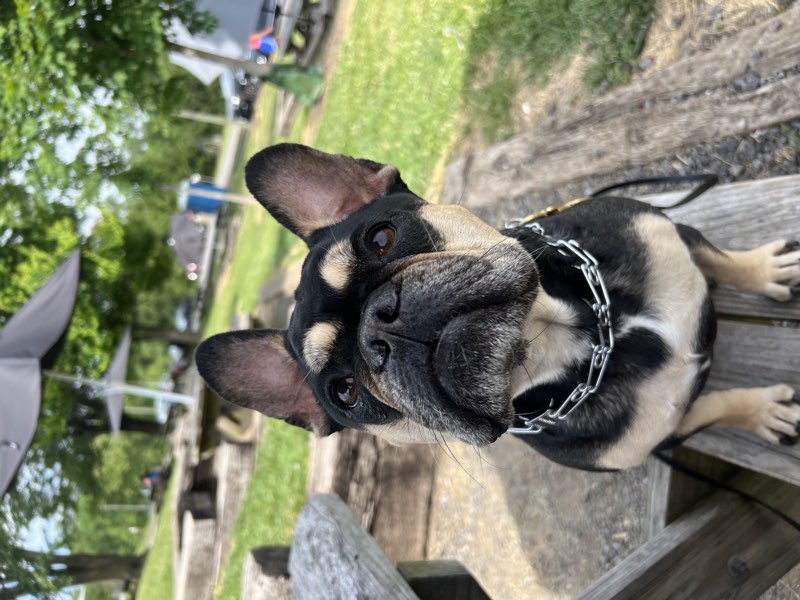Tessa, a French Bulldog, looking up at the camera
