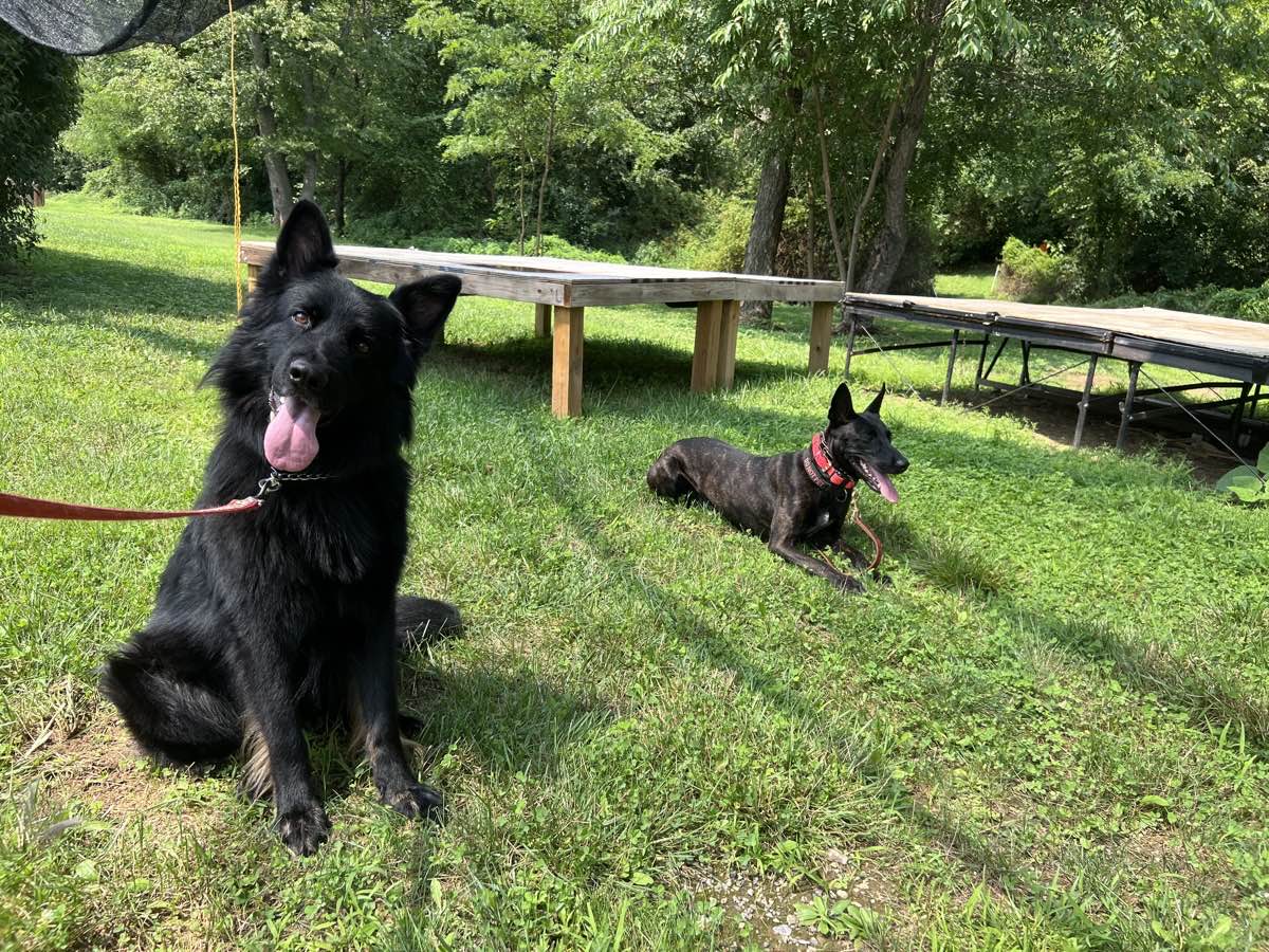 A black long-coated shepherd holding a sit while a brindle Dutch Shepherd holds a down-stay on the lawn